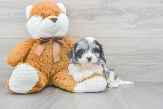 Little Cavoodle Poodle Mix Puppy