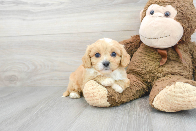 Best Cavapoo Baby