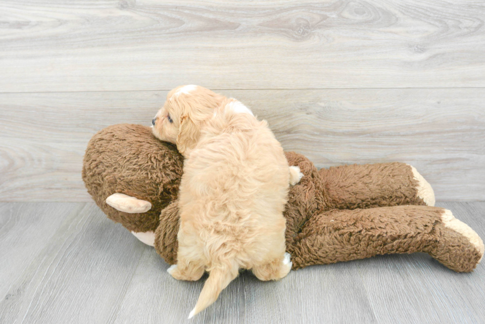 Happy Cavapoo Baby