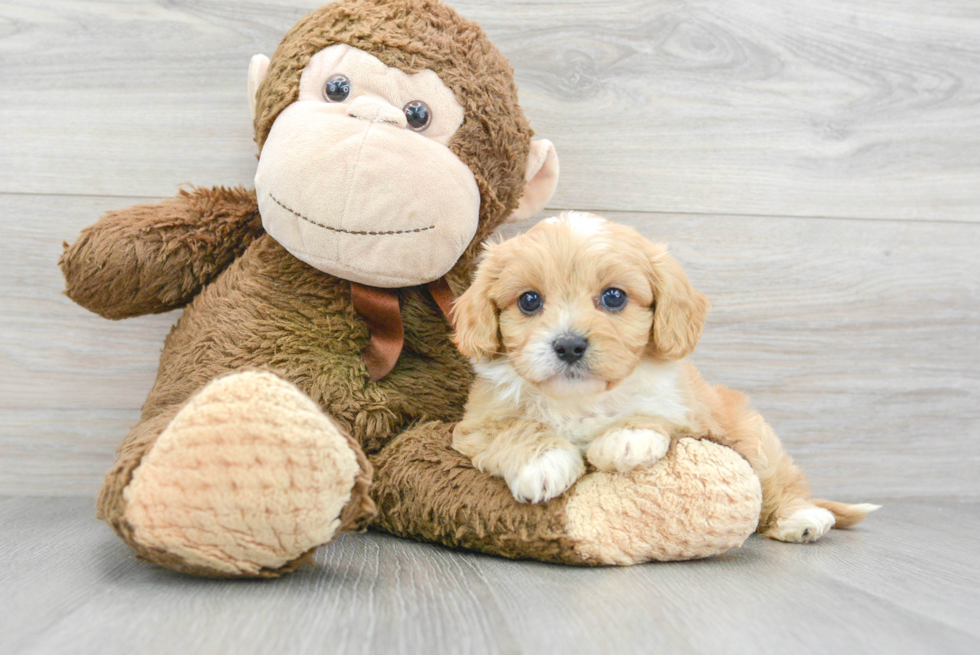 Petite Cavapoo Poodle Mix Pup