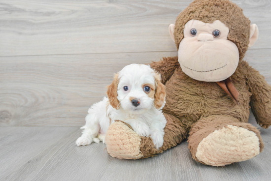 Fluffy Cavapoo Poodle Mix Pup