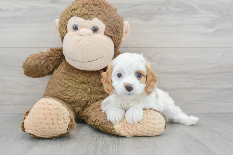 Cavapoo Puppy for Adoption