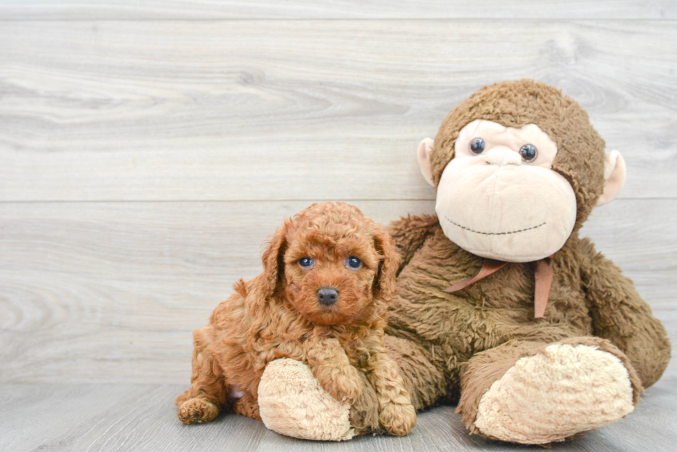 Sweet Cavapoo Baby