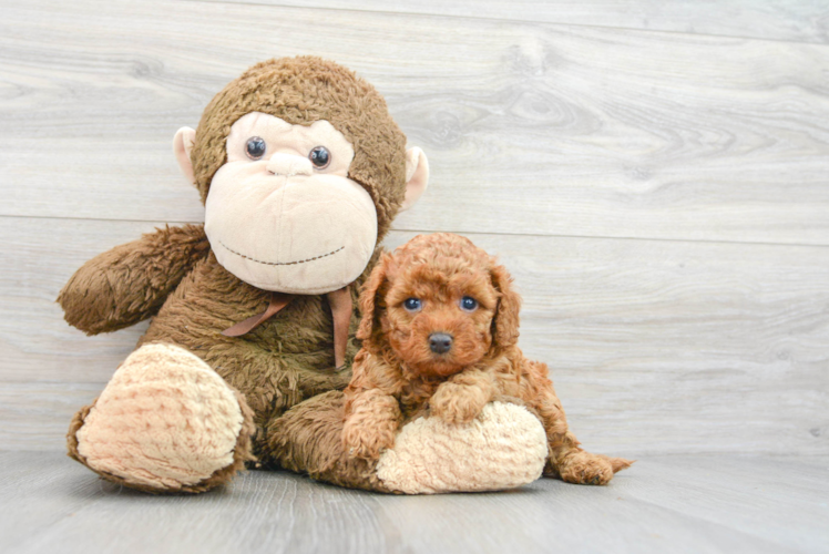 Playful Cavoodle Poodle Mix Puppy