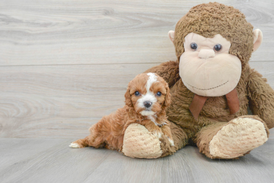 Energetic Cavoodle Poodle Mix Puppy