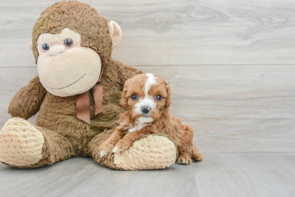 Popular Cavapoo Poodle Mix Pup