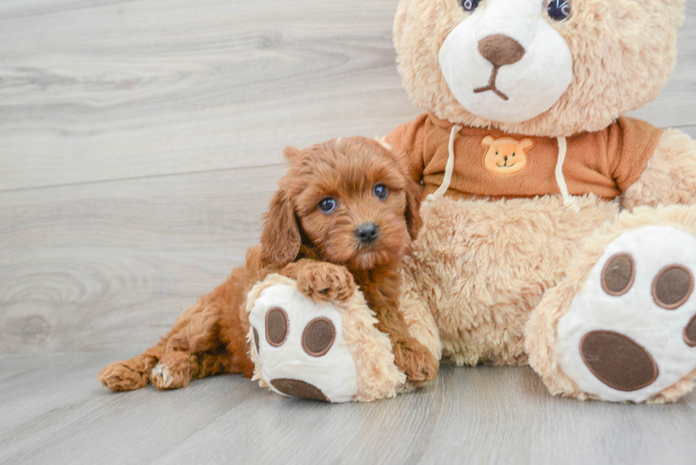 Popular Cavapoo Poodle Mix Pup