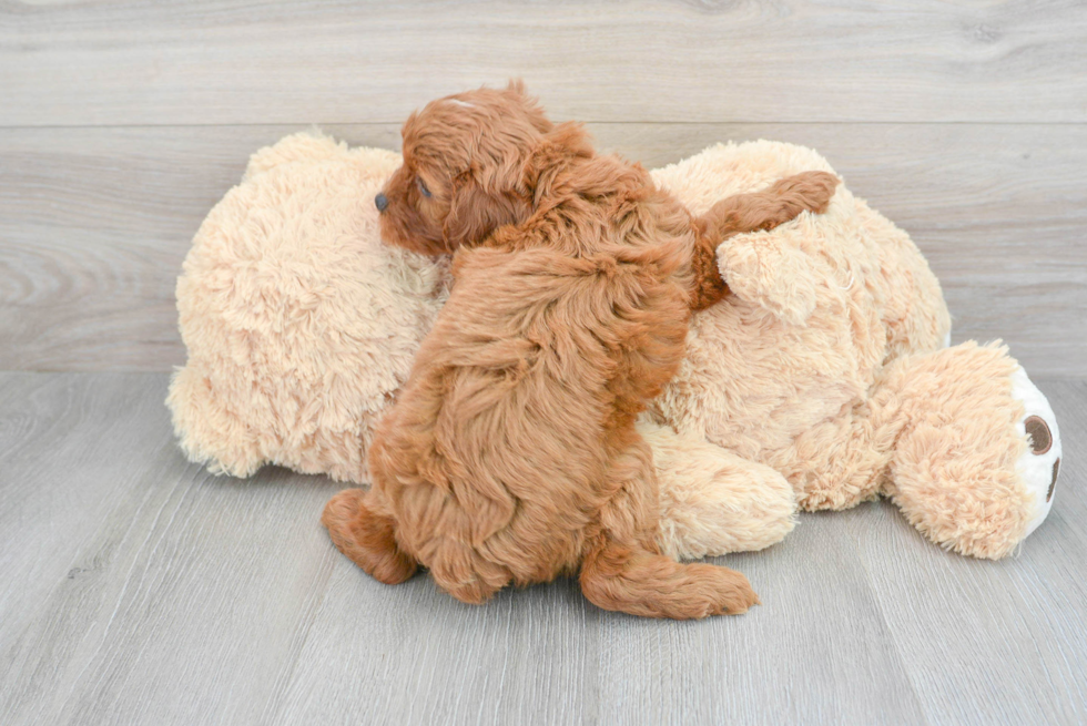 Cute Cavapoo Baby