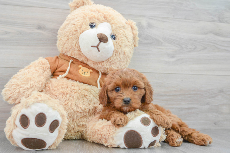 Funny Cavapoo Poodle Mix Pup