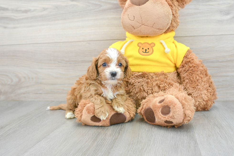 Popular Cavapoo Poodle Mix Pup