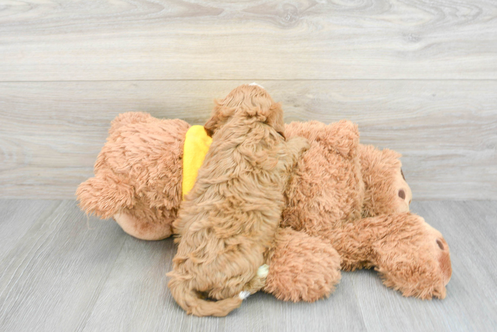 Smart Cavapoo Poodle Mix Pup