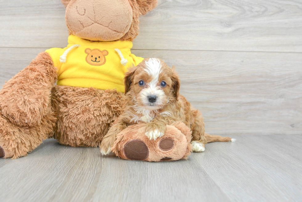 Best Cavapoo Baby