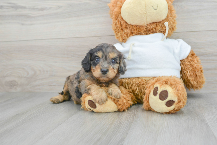 Cavapoo Puppy for Adoption