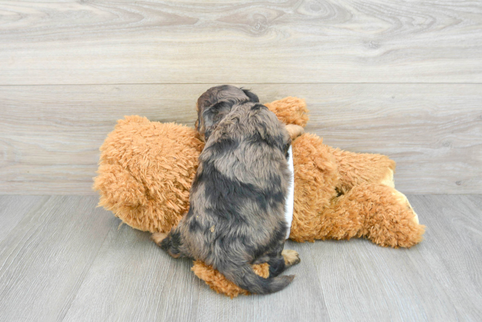 Cavapoo Pup Being Cute