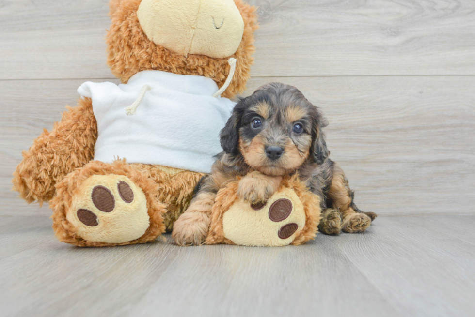 Cute Cavapoo Baby