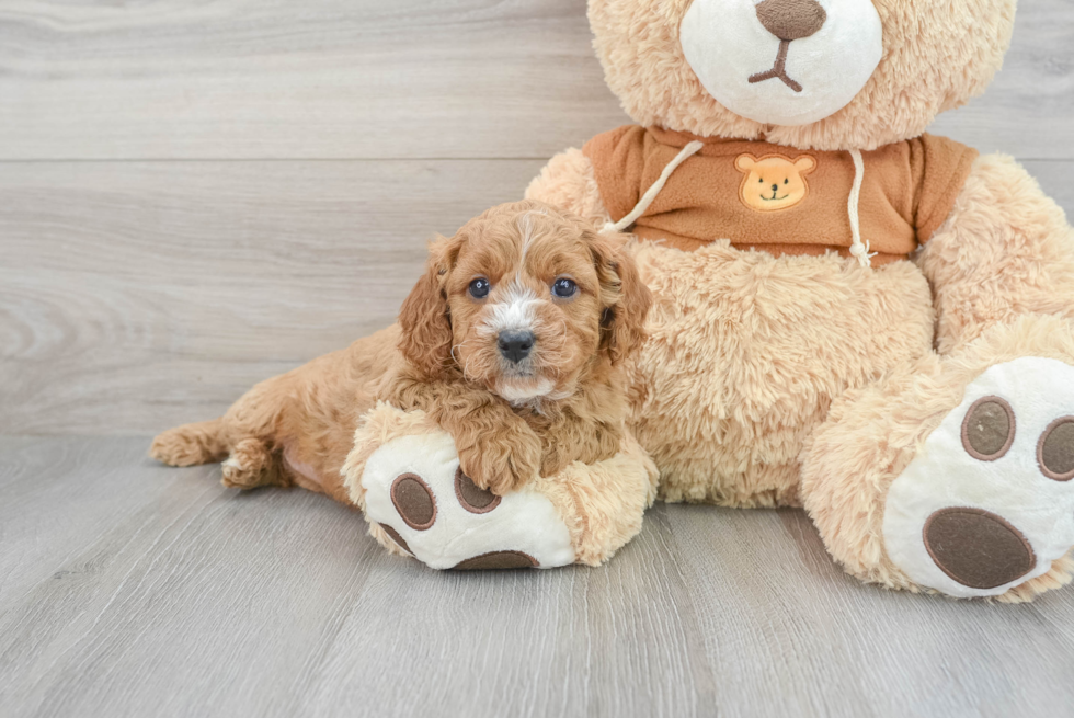 Adorable Cavoodle Poodle Mix Puppy