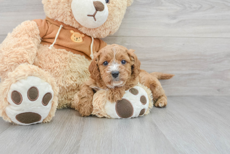 Little Cavoodle Poodle Mix Puppy