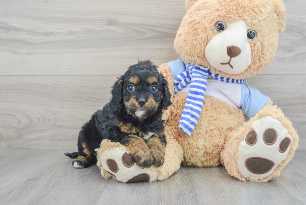 Best Cavapoo Baby