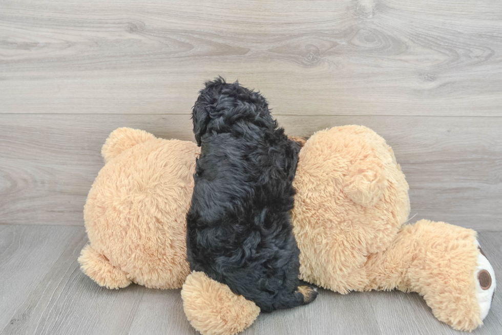 Cavapoo Pup Being Cute