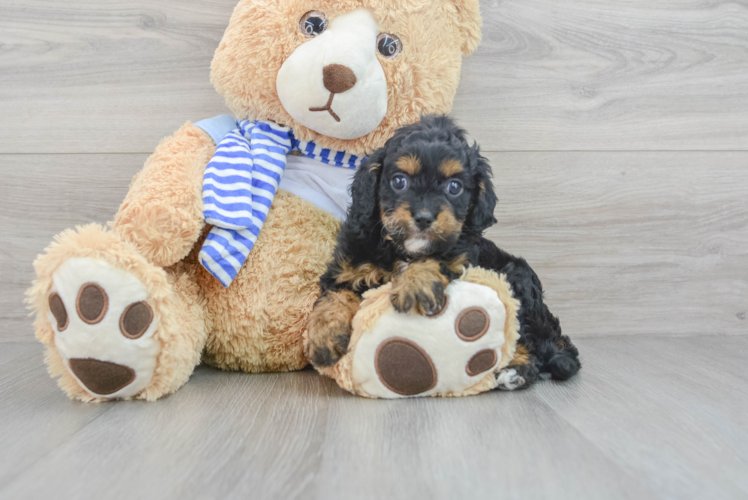 Best Cavapoo Baby