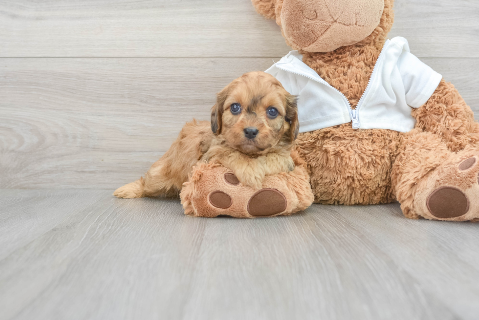 Funny Cavapoo Poodle Mix Pup