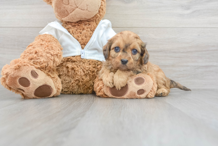 Best Cavapoo Baby