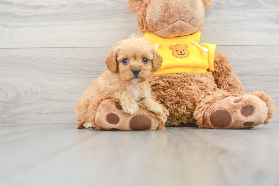 Fluffy Cavapoo Poodle Mix Pup