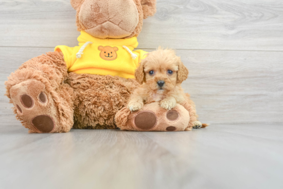 Adorable Cavoodle Poodle Mix Puppy