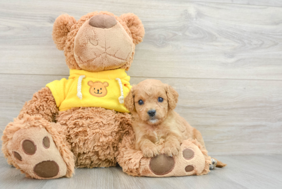 Sweet Cavapoo Baby