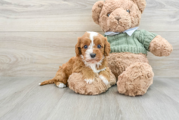 Best Cavapoo Baby