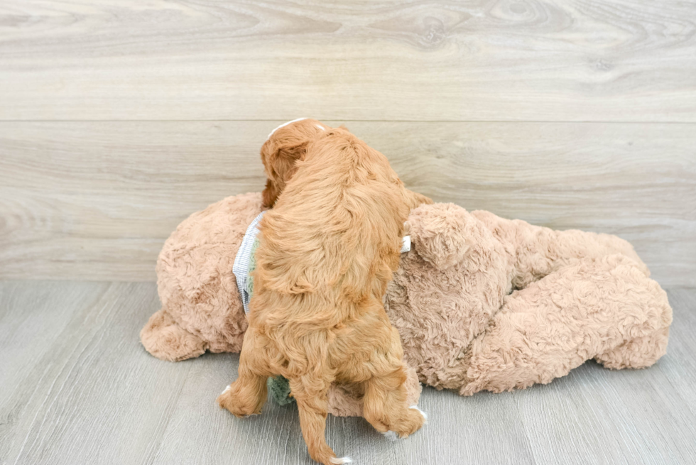 Cavapoo Pup Being Cute