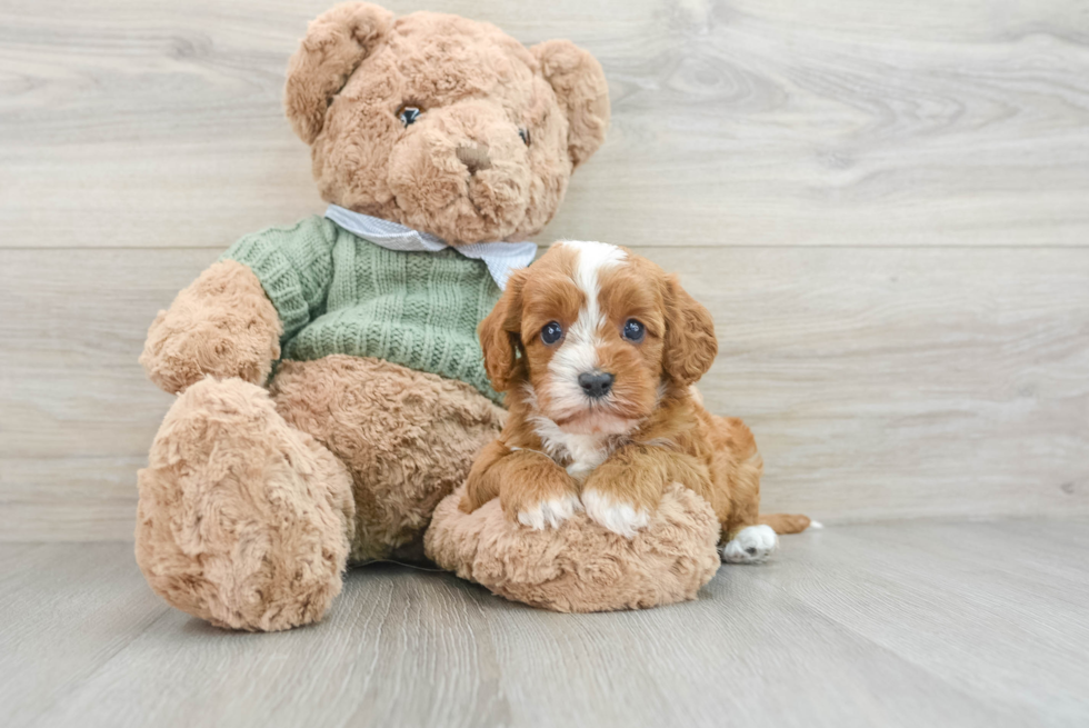 Popular Cavapoo Poodle Mix Pup