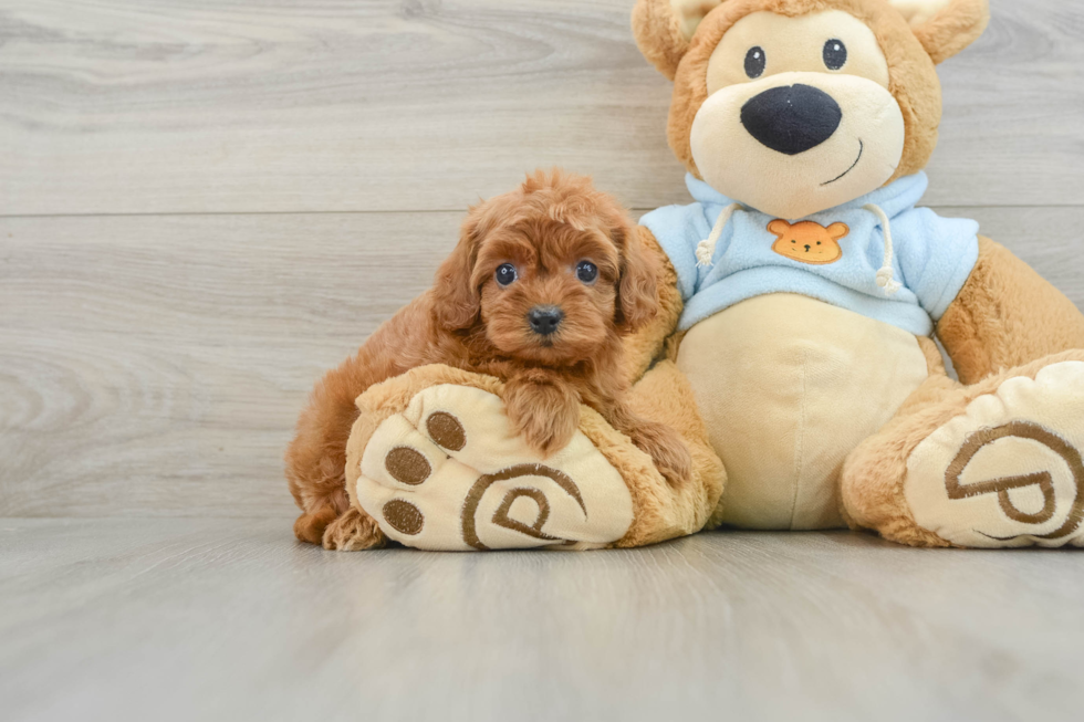 Smart Cavapoo Poodle Mix Pup