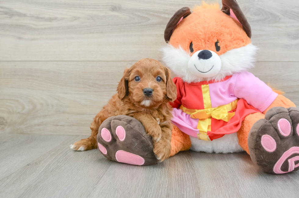 5 week old Cavapoo Puppy For Sale - Premier Pups