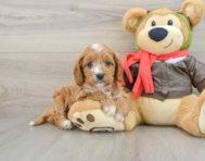 9 week old Cavapoo Puppy For Sale - Premier Pups