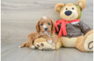 Cavapoo Puppy for Adoption