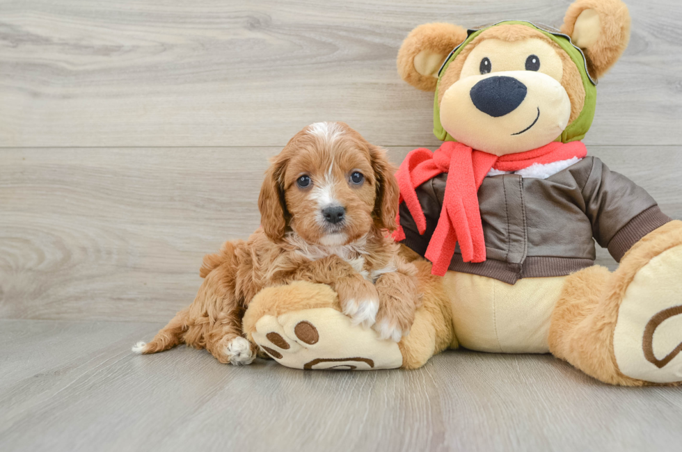 6 week old Cavapoo Puppy For Sale - Premier Pups