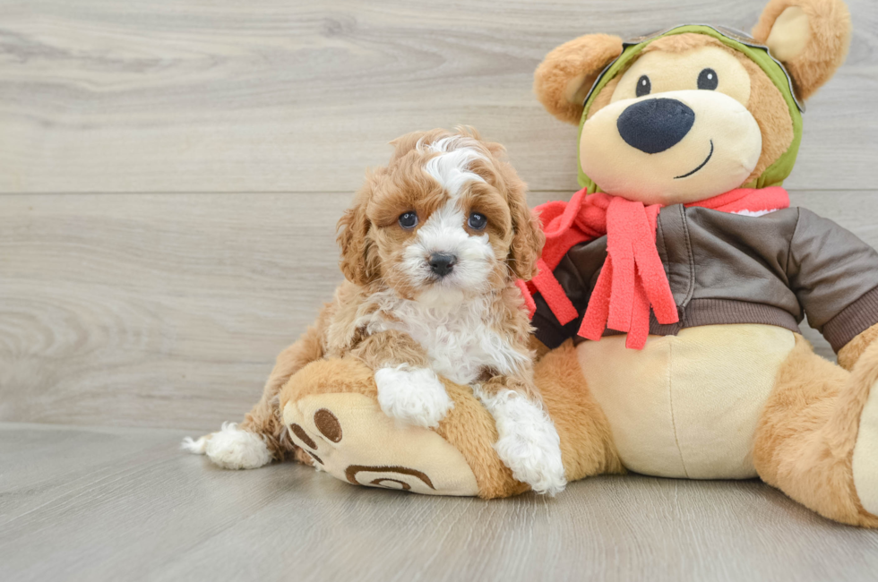 7 week old Cavapoo Puppy For Sale - Premier Pups