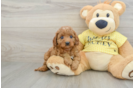 Happy Cavapoo Baby