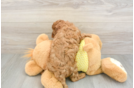 Friendly Cavapoo Baby