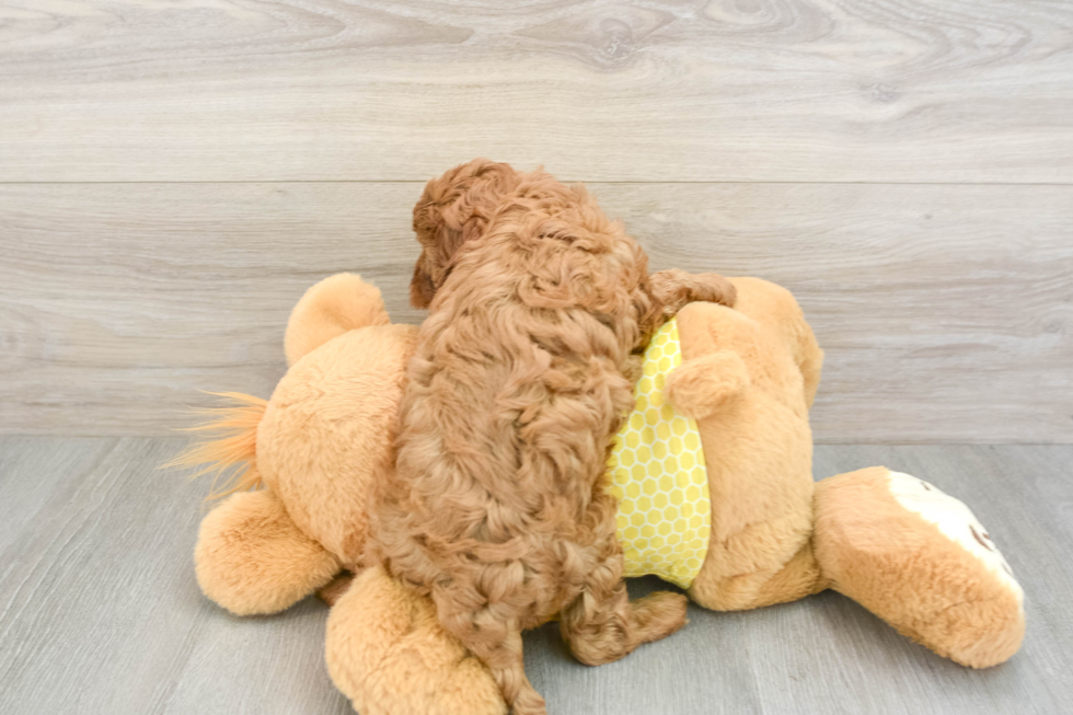 Friendly Cavapoo Baby