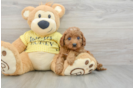 Cavapoo Pup Being Cute