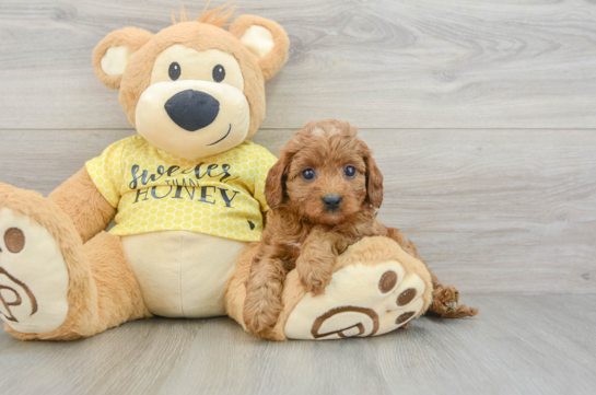 Cavapoo Pup Being Cute