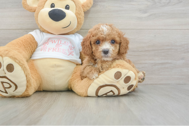 Best Cavapoo Baby