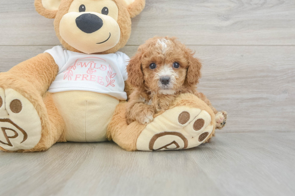 6 week old Cavapoo Puppy For Sale - Premier Pups