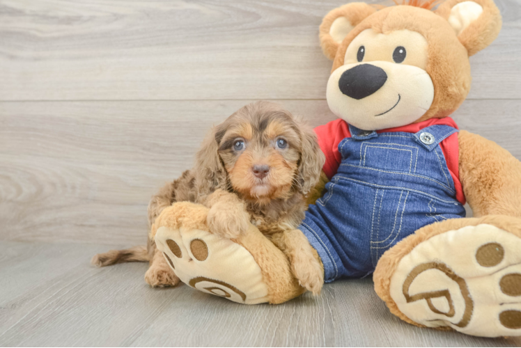 Smart Cavapoo Poodle Mix Pup