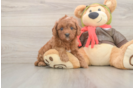 Cavapoo Pup Being Cute