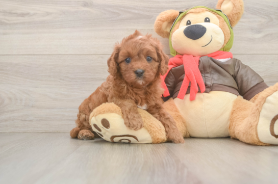 Cavapoo Pup Being Cute