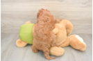 Playful Cavapoodle Poodle Mix Puppy