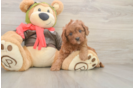 Happy Cavapoo Baby
